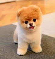 Pomeranian Puppy