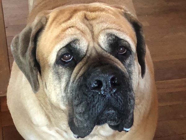 Berry - Male - 4 years old