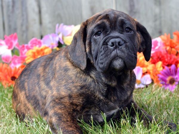 Poppy - Female - 9 weeks old