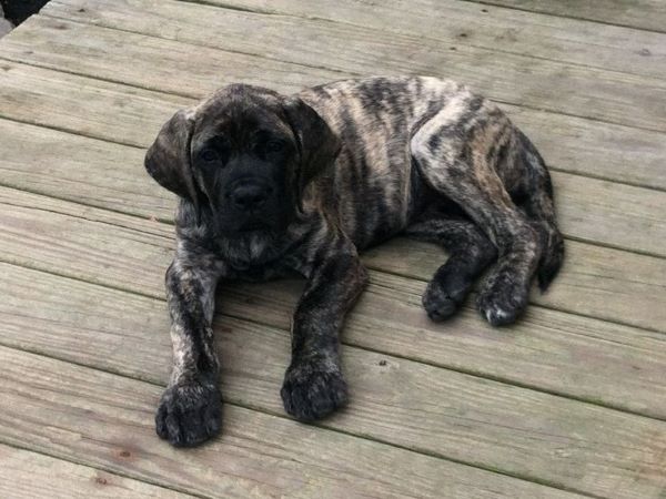 Evey - Female - 9 weeks old