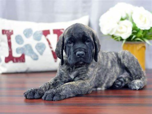 Lilah - Female - 10 weeks old