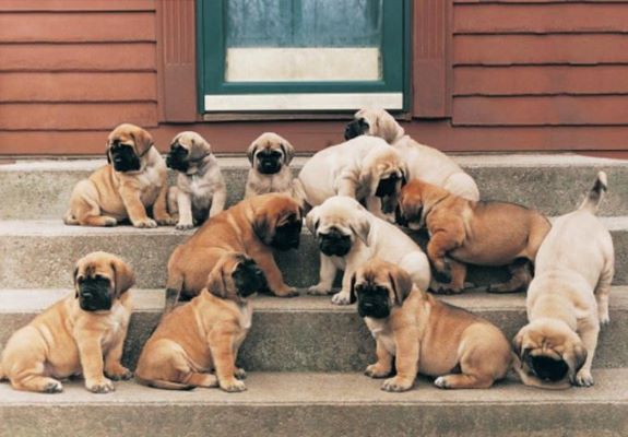 Mastiff Puppies