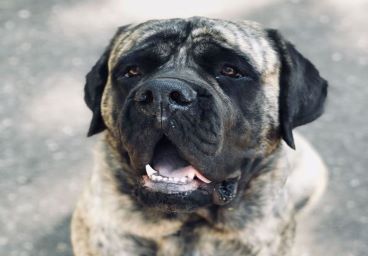 Adult Mastiff