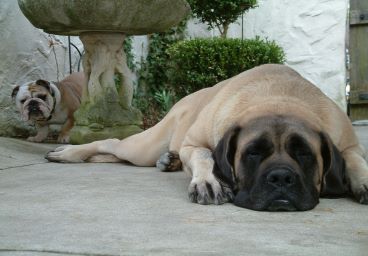 English Mastiff