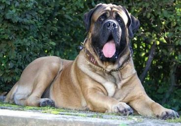 English Mastiff