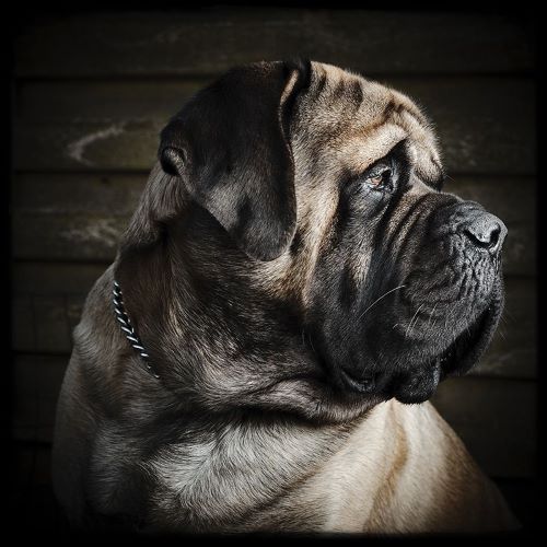 English Mastiff