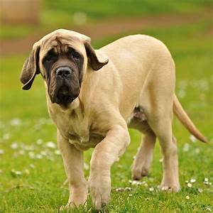 Mastiff Puppy