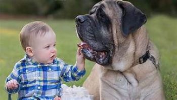 Adult English Mastiff