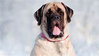 Adult English Mastiff
