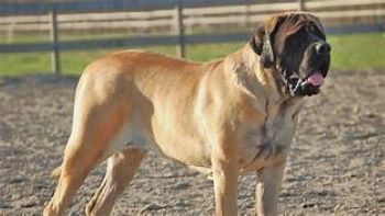 Adult English Mastiff