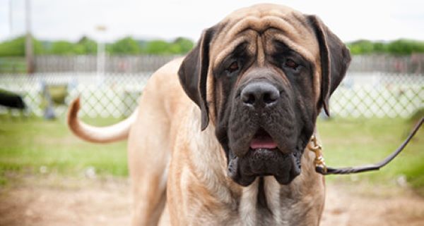 English Mastiff