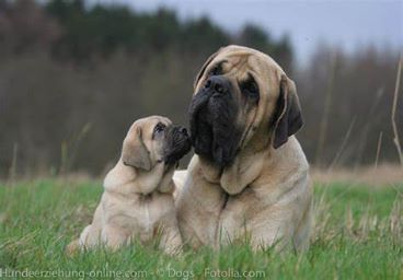 English Mastiff