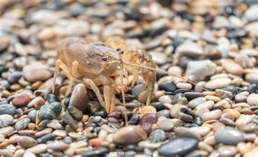 Michigan Crawfish Michigan Crawfish