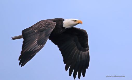 eagle