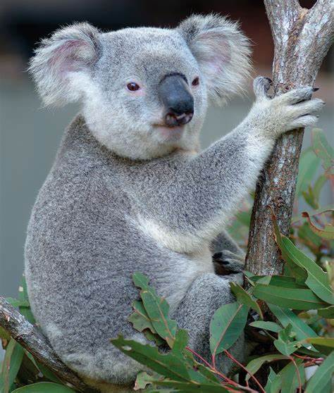 Koala Bear