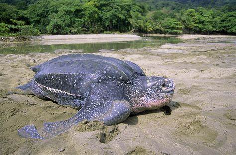 Leatherback Sea Turtle